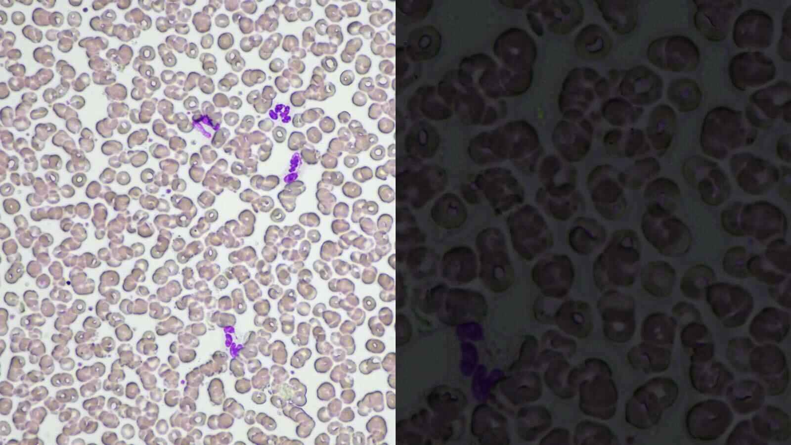 Kính Hiển Vi Phản Pha Nikon bio Ci-L-plus