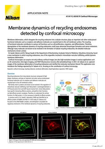 Động học màng của endosome tái chế được phát hiện bằng hiển vi confocal
