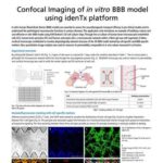 Confocal Imaging of in vitro BBB model using idenTx platform