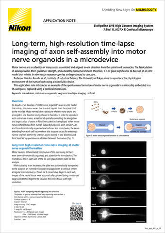 Chụp ảnh tua thời gian độ phân giải cao, dài hạn quá trình tự lắp ráp sợi trục thần kinh thành organoid thần kinh vận động trong vi thiết bị