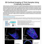3D Confocal Imaging of Thick Samples Using Z Intensity Correction