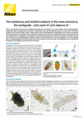 Sinh vật bí ẩn và bền bỉ trong rêu xung quanh ta, gấu nước – Cùng bắt và quan sát nào!
