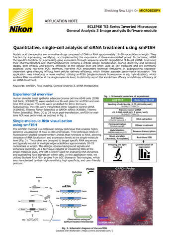 Phân tích định lượng đơn bào siRNA bằng smFISH