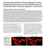 3D enhanced resolution confocal imaging of cortical excitatory mouse neurons uncovers dendritic spinule subsets differing in dynamics, regulation, and function