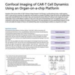 Confocal Imaging of CAR-T Cell Dynamics Using an Organ-on-a-chip Platform