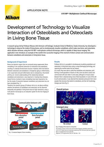 Development of technology to visualize interaction of osteoblasts and osteoclasts cover b043d2b295ef57929ca14a8b6cb20560