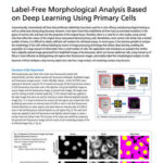 Label-Free Morphological Analysis Based on Deep Learning Using Primary Cells