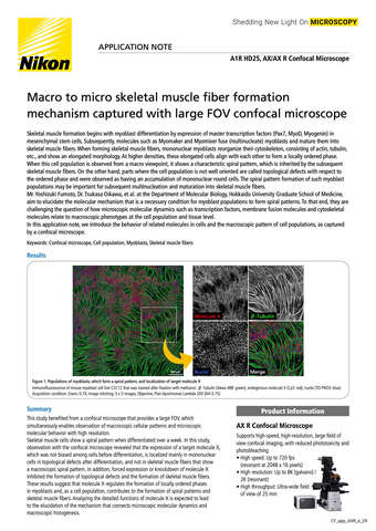 Macro to micro SkeletalMuscleFiberFormation COVER 2204E b043d2b295ef57929ca14a8b6cb20560