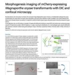 Chụp ảnh hình thái phát triển nấm Magnaporthe oryzae mang mCherry bằng DIC và hiển vi confocal