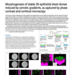 Morphogenesis of stable 3D epithelial sheet domes induced by osmotic gradients, as captured by phase contrast and confocal microscopy