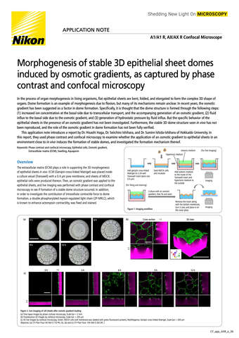 Morphogenesis Stable3DEpithelialSheetDomes CF 2208E b043d2b295ef57929ca14a8b6cb20560