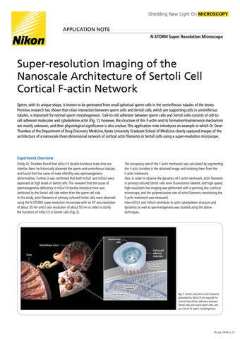 Super resolution Imaging of the Nanoscale Architecture of Sertoli Cell Cortical F actin Network cover b043d2b295ef57929ca14a8b6cb20560