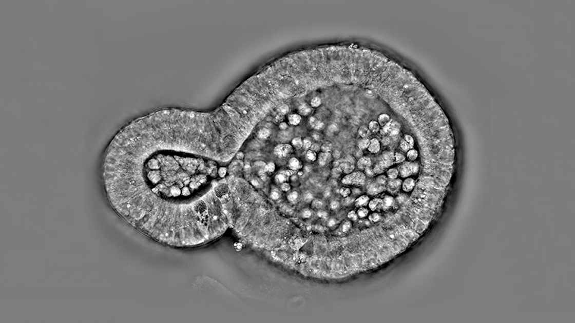 Chụp ảnh độ phân giải cao các mẫu sinh học 3D
