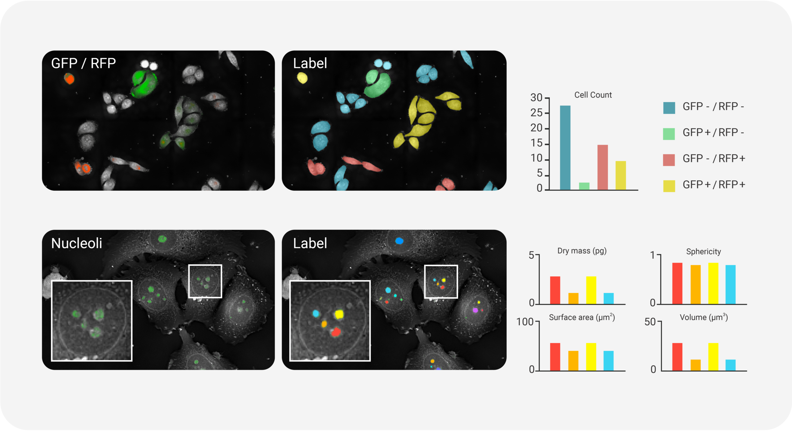 Đếm và định lượng tế bào bằng phương pháp huỳnh quang